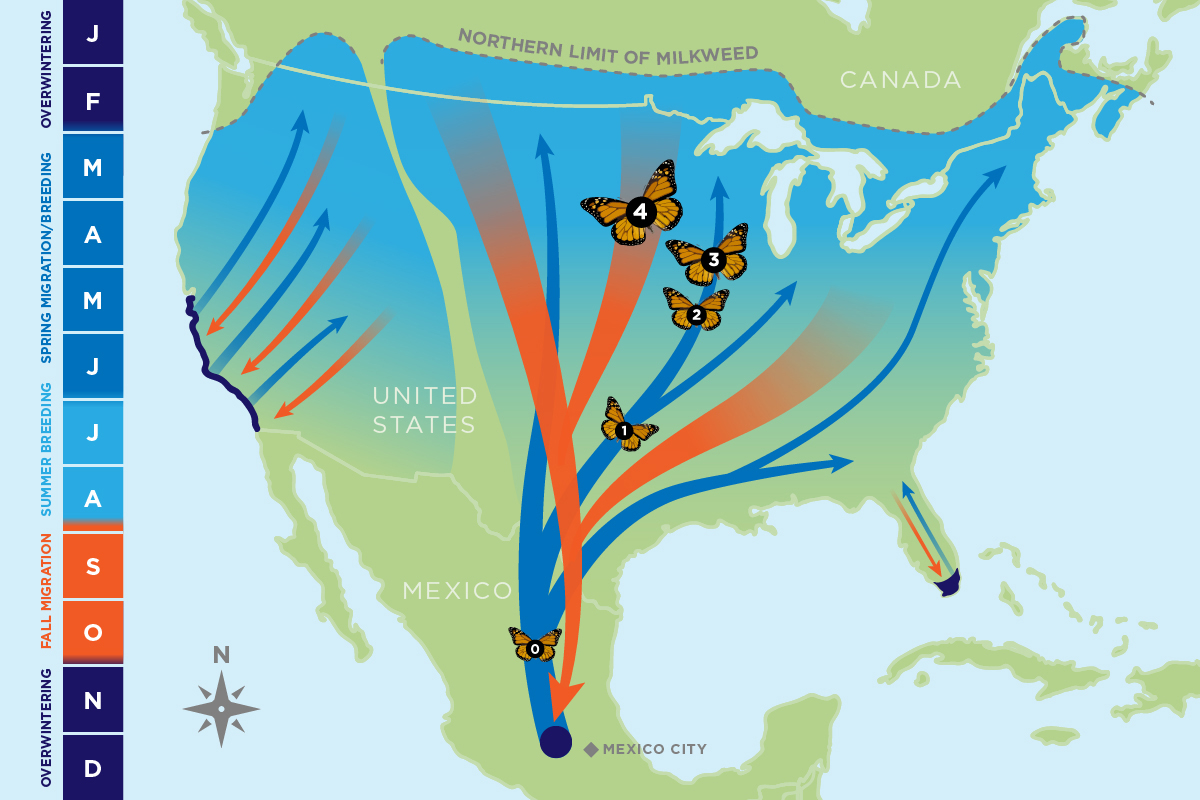 Monarch Migration Route Map